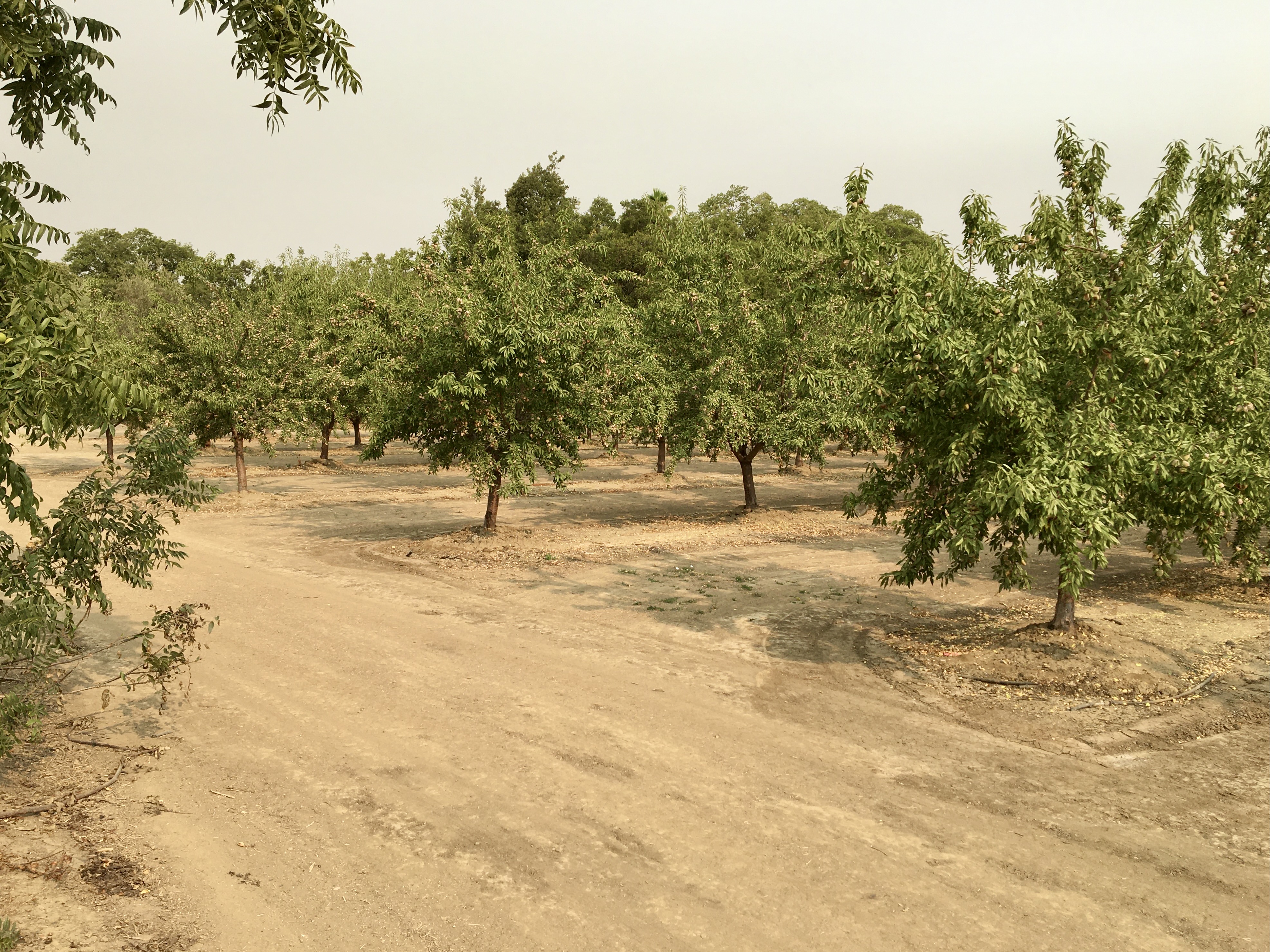 Orchard in Yolo County, August 2021