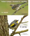 yellow-rumped warbler in courting clothes