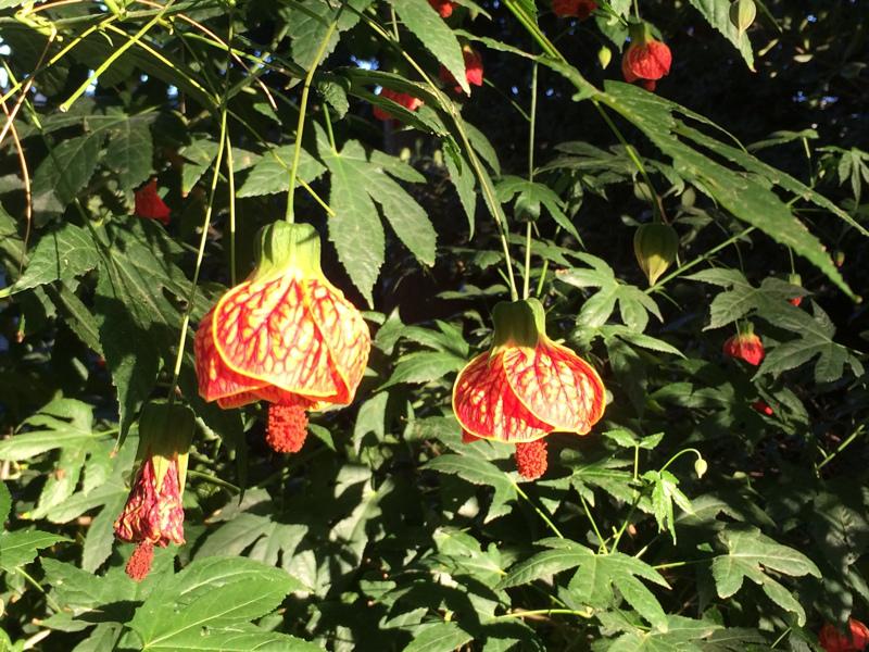 abutilon