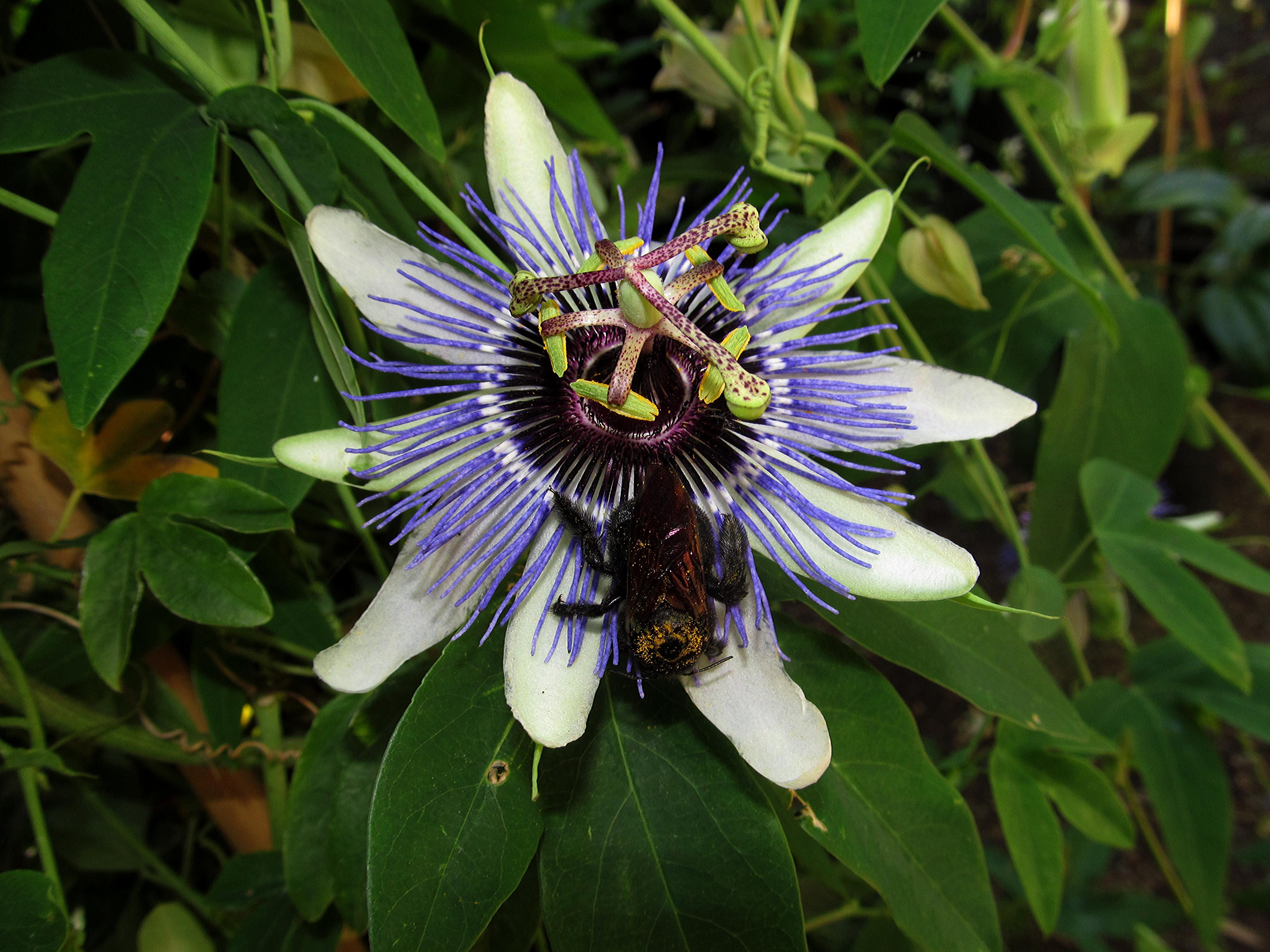 flower of a passiflora vine