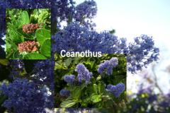 Ceanothus