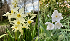 old and new varieties of narcissus flowers