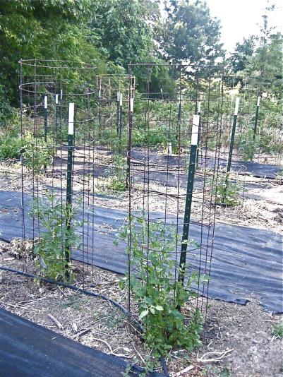 tomato plant in a cage