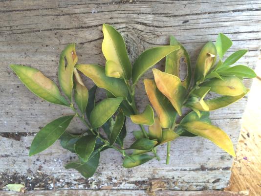 Sunburned citrus leaves