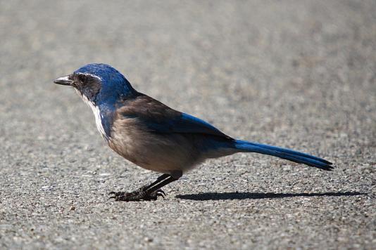 Scrub jay