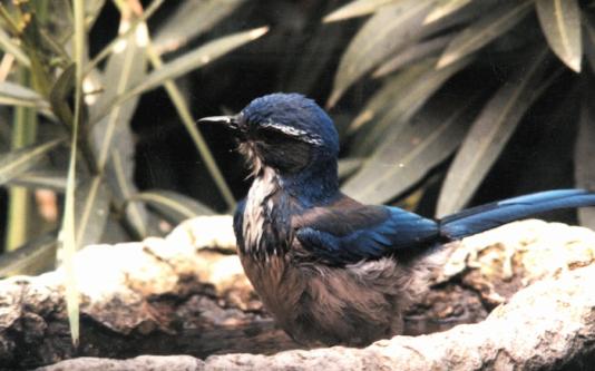 Scrub Jay taking a bath