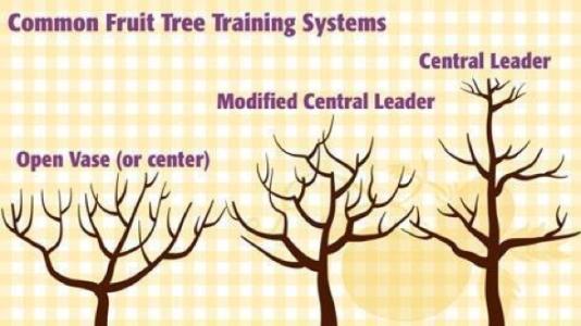 fruit tree training techniques