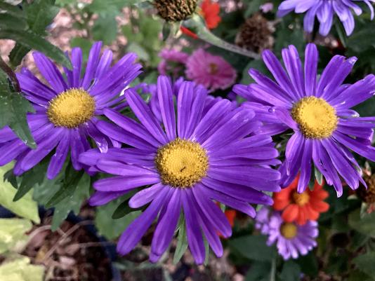 China aster flowers