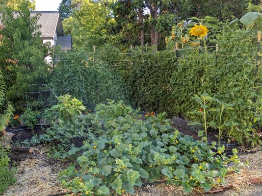 front yard food garden