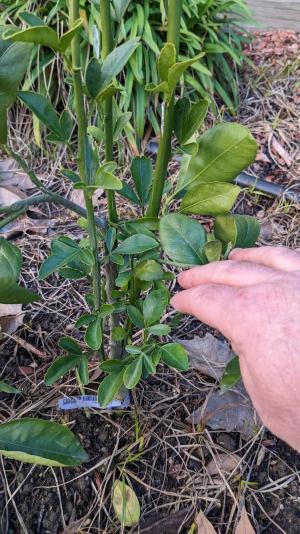 Citrus rootstock