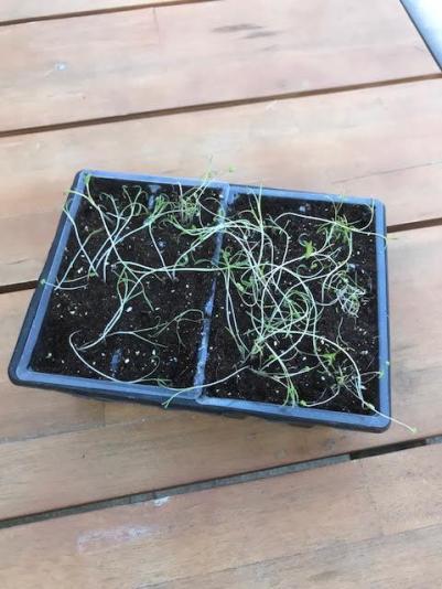 unhappy seedlings