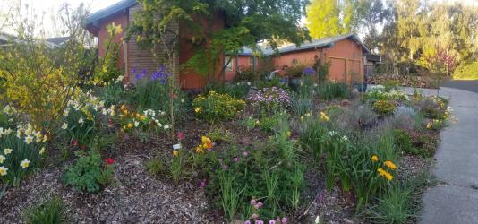 flowers in a front yard