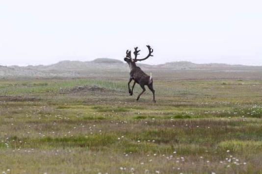 Reindeer in a field