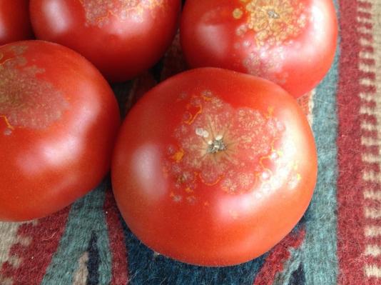 blossom end rot on tomato fruit