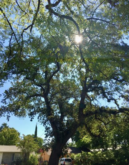 Davis landmark tree at 409 J St.