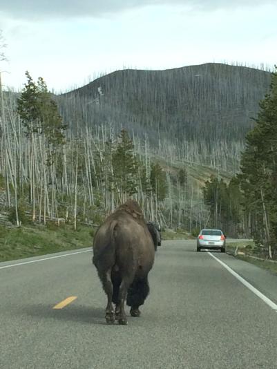 Yellowstone
