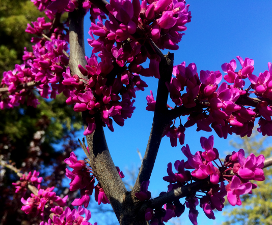 Oklahoma redbud