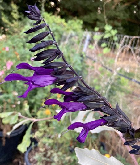 Salvia Amistad, the Friendship sage