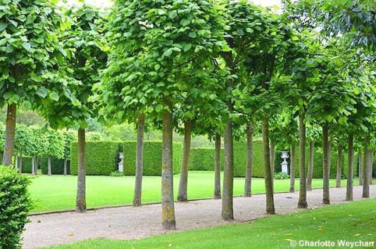 pollarded trees