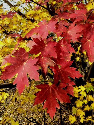 fall color on red maple leaves