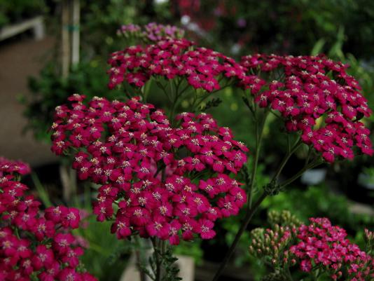 red flowers of a yarrow plant