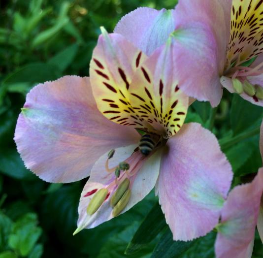 Peruvian lily flower with bee