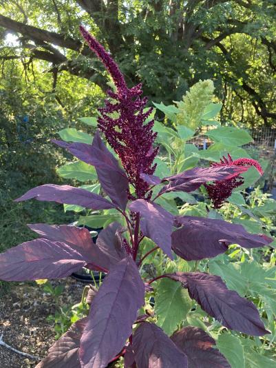 amaranthus plant with flowers
