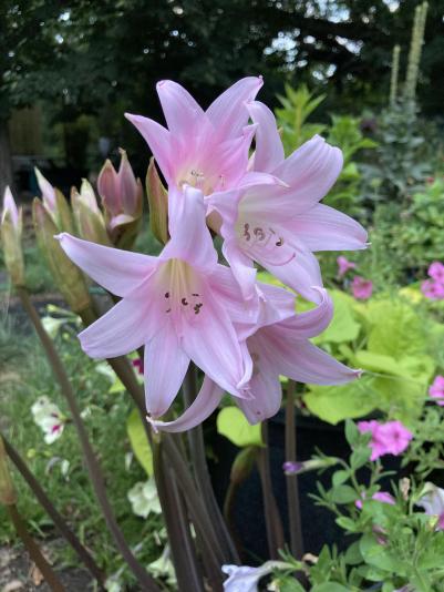 flowers of Amaryllis belladonna