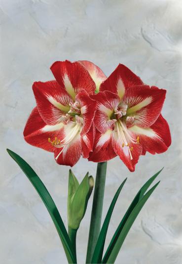 Amaryllis flower