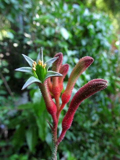 Anigozanthos, Kangaroo paw