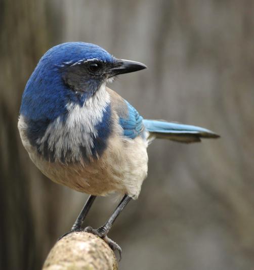 scrub jay