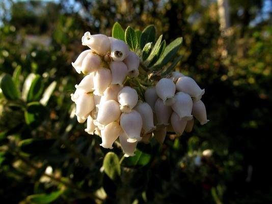 flowers of Arctostaphylos White Cloud manzanita