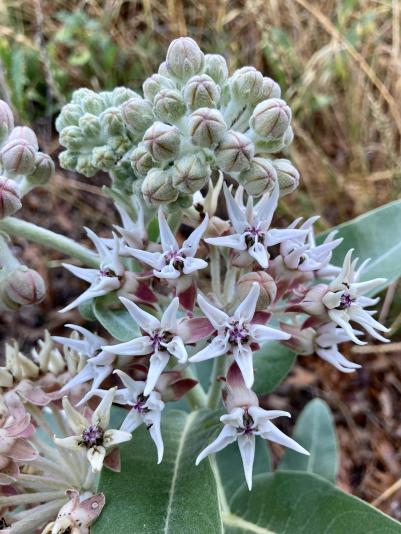flower of native milkweed