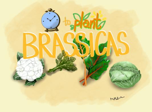 Brassica