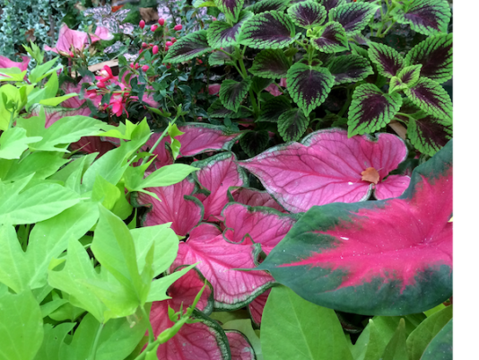 Caladium-Coleus-Ipomoea-Fuchsia