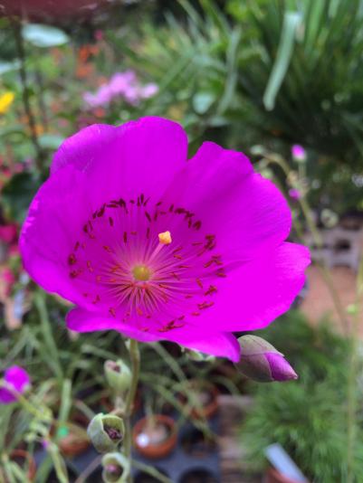 Calandrinia, rock purslane flower