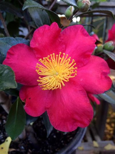 Yuletide Camellia