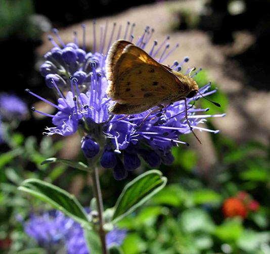12 Tips For Low Water Landscapes