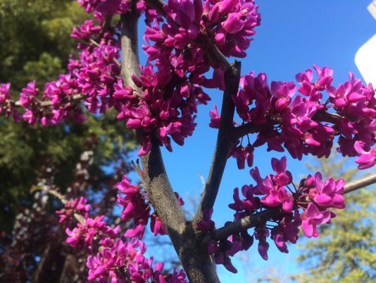 Oklahoma redbud flowers