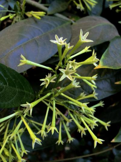 night blooming jessamine