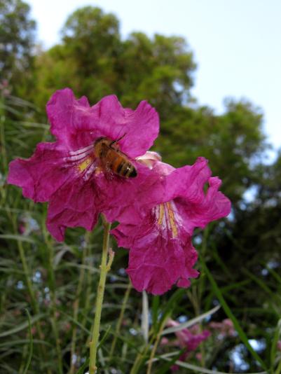 Chilopsis flower with bee