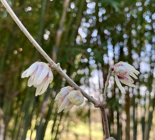 Chimonanthus, ice flower