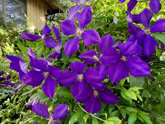 Clematis jackmani flowers