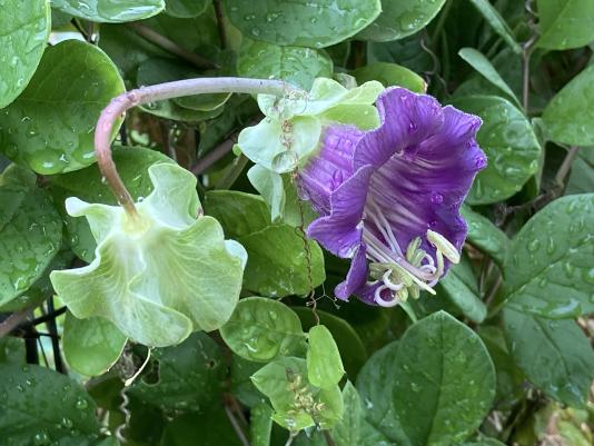 Cup and saucer vine