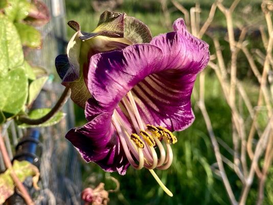 Cobaea scandens