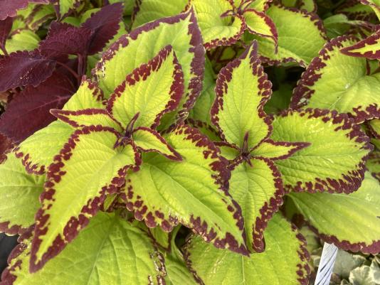 Coleus leaves