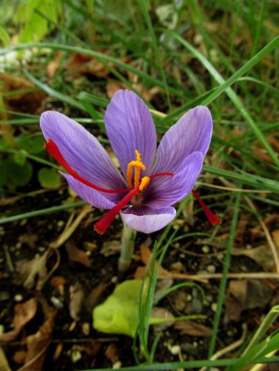 saffron crocus flower