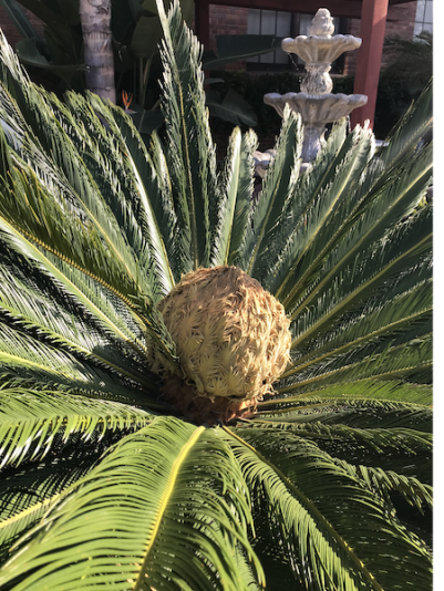Cycad