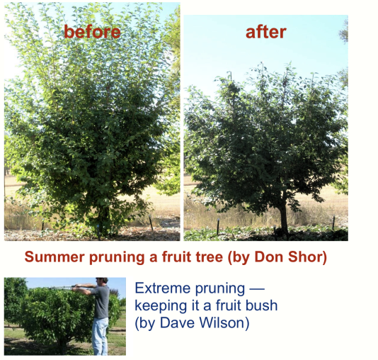 Summer Pruning