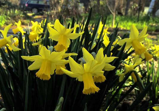 Daffodil flowers
